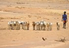 El Niño Alert: FAO Maps Where Crops and Pasturelands Are Most Vulnerable to Drought