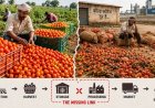 Post-Harvest Losses and Poor Processing Access Continue to Hold Back India's Farm Economy