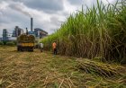 UP Sugar Production Falls to Decade Low as Cane Economy Faces Mounting Challenges