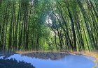 ADB Approves $42.2 Million Loan to Boost Bamboo Industry in Northeast
