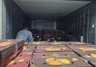 ICAR-APEDA Sea Shipment Protocol Slashes Mango Export Costs, Opens New Global Markets