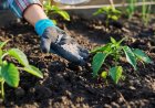 FAO Expects Fertilizer Prices to Stay Elevated Through 2026 Despite Likely Easing in Nitrogen Markets