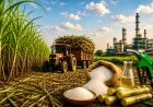 El Niño and Cane Crisis: India's Sugar Output May Stay Below Demand for Third Straight Year
