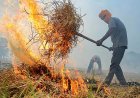 The Fear of Pests: Why Farmers in Punjab Still Burn Crop Residue?