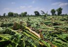 Maharashtra Farmers Upset Over Delay in Survey of Banana Crop Damage; Say Fields Cannot Be Left Vacant
