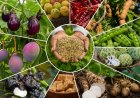 Madhya Pradesh Secures GI Tags for 12 Horticultural Products, Including Two Mango Varieties