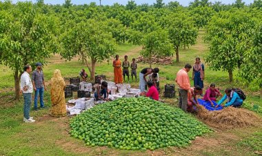 APEDA Facilitates First Export of Fresh Jharkhand Mangoes from Women-Led FPC to UK