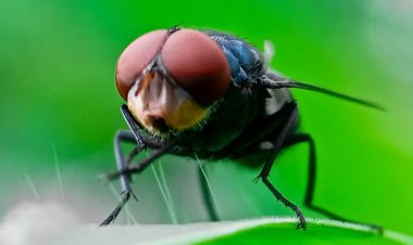 Flesh-Eating Screwworm Reappears in US After Decades, Threatening Livestock Industry