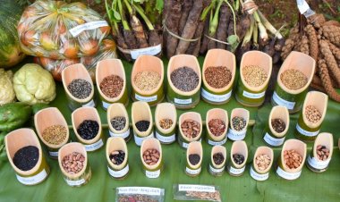 BIS launches national standard for community seed banks to preserve indigenous seeds and strengthen climate resilience