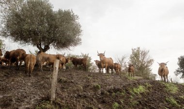FAO Urges Stronger Global Action as Animal Diseases Spread Across Borders