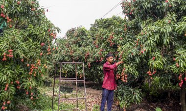 Dehradun’s Premium Litchi Enters European Market as First Consignment Reaches Italy