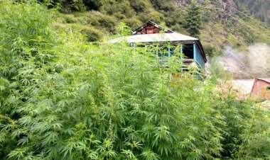 Green to Gold: Himachal Government Approves Regulated Cannabis Cultivation