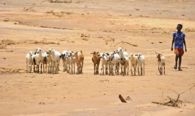 El Niño Alert: FAO Maps Where Crops and Pasturelands Are Most Vulnerable to Drought