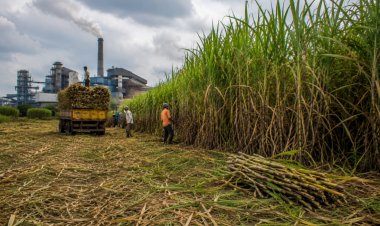 Uttar Pradesh Sugar Production Falls to Decade Low as Cane Economy Faces Mounting Challenges