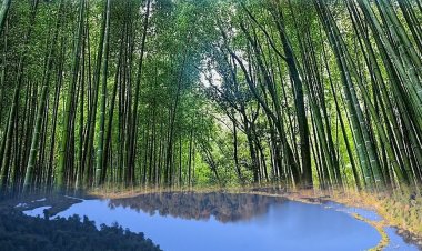 ADB Approves $42.2 Million Loan to Boost Bamboo Industry in Northeast