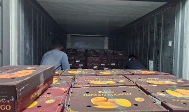 ICAR-APEDA Sea Shipment Protocol Slashes Mango Export Costs, Opens New Global Markets