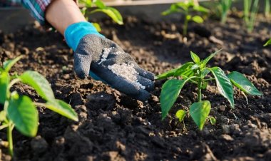 FAO Expects Fertilizer Prices to Stay Elevated Through 2026 Despite Likely Easing in Nitrogen Markets