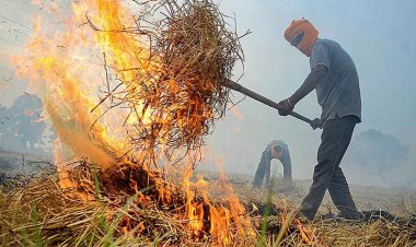 The Fear of Pests: Why Farmers in Punjab Still Burn Crop Residue?