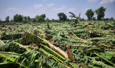 Maharashtra Farmers Upset Over Delay in Survey of Banana Crop Damage; Say Fields Cannot Be Left Vacant