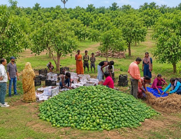 APEDA Facilitates First Export of Fresh Jharkhand Mangoes from Women-Led FPC to UK