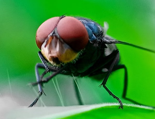 Flesh-Eating Screwworm Reappears in US After Decades, Threatening Livestock Industry