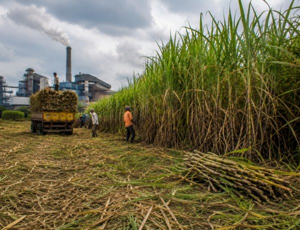 UP Sugar Production Falls to Decade Low as Cane Economy Faces Mounting Challenges