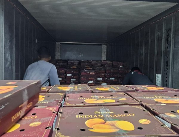 ICAR-APEDA Sea Shipment Protocol Slashes Mango Export Costs, Opens New Global Markets