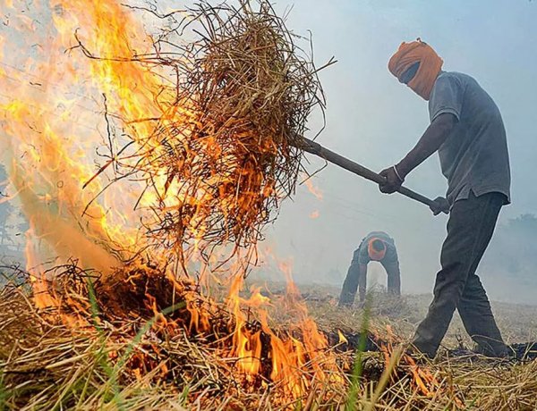 The Fear of Pests: Why Farmers in Punjab Still Burn Crop Residue?