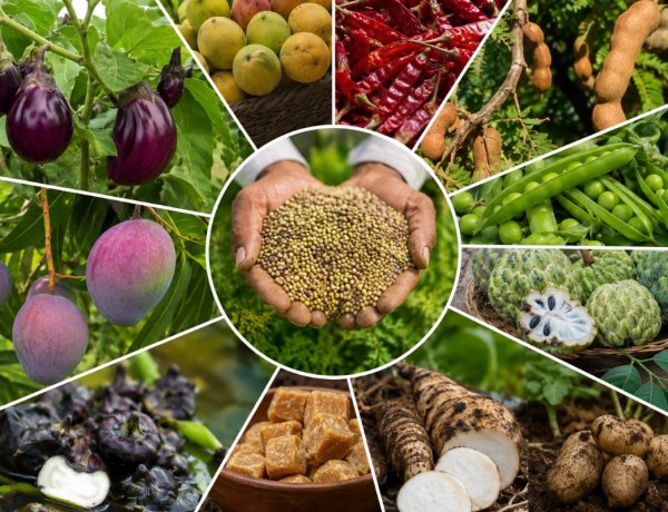 Madhya Pradesh Secures GI Tags for 12 Horticultural Products, Including Two Mango Varieties