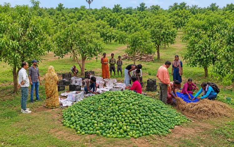 APEDA Facilitates First Export of Fresh Jharkhand Mangoes from Women-Led FPC to UK
