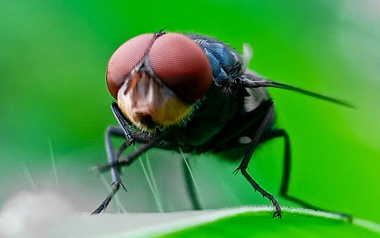 Flesh-Eating Screwworm Reappears in US After Decades, Threatening Livestock Industry