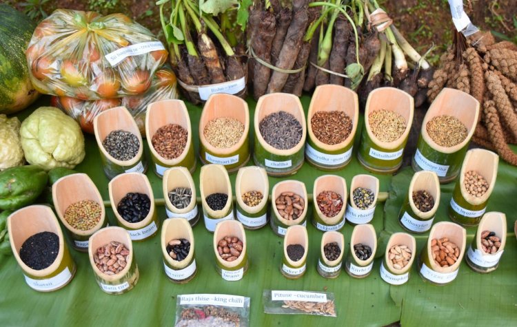 BIS launches national standard for community seed banks to preserve indigenous seeds and strengthen climate resilience