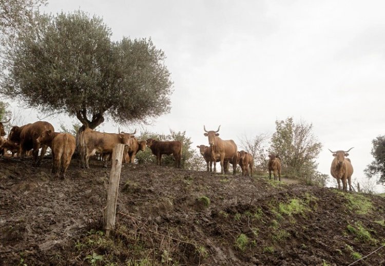 FAO Urges Stronger Global Action as Animal Diseases Spread Across Borders