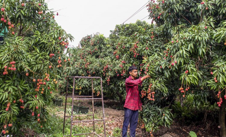 Dehradun’s Premium Litchi Enters European Market as APEDA Facilitates First Consignment to Italy