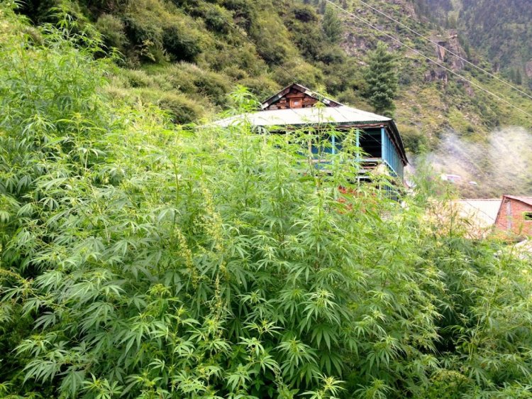 Green to Gold: Himachal Government Approves Regulated Cannabis Cultivation