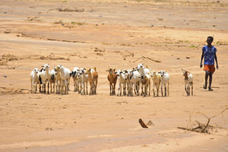 El Niño Alert: FAO Maps Where Crops and Pasturelands Are Most Vulnerable to Drought