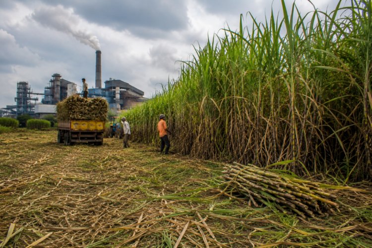 UP Sugar Production Falls to Decade Low as Cane Economy Faces Mounting Challenges