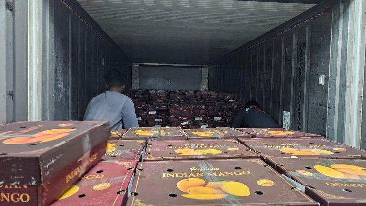 ICAR-APEDA Sea Shipment Protocol Slashes Mango Export Costs, Opens New Global Markets
