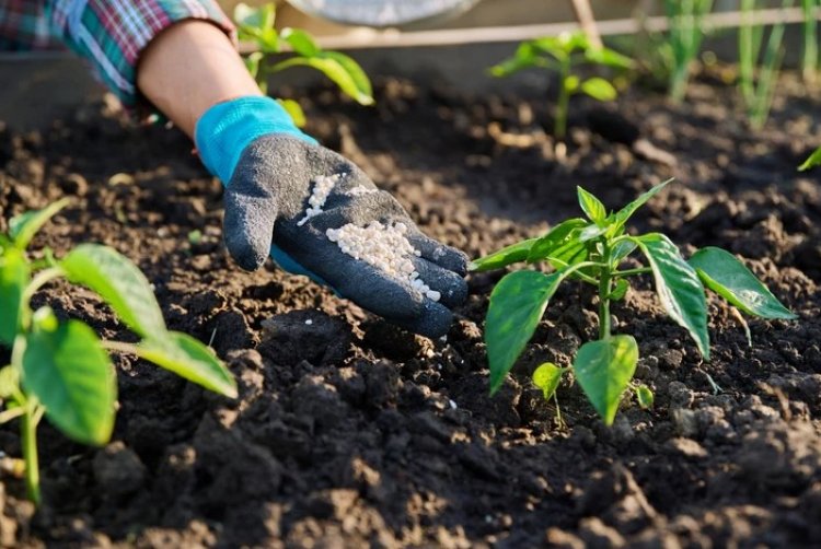 FAO Expects Fertilizer Prices to Stay Elevated Through 2026 Despite Likely Easing in Nitrogen Markets