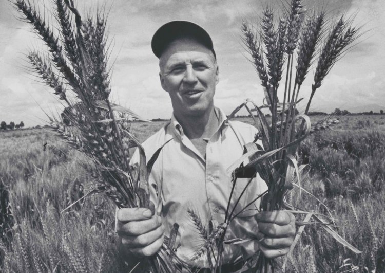 TAAS Invites Nominations for Borlaug Innovative Farmer and S.K. Vasal Crop Hybrid Research Awards