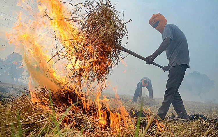 The Fear of Pests: Why Farmers in Punjab Still Burn Crop Residue?
