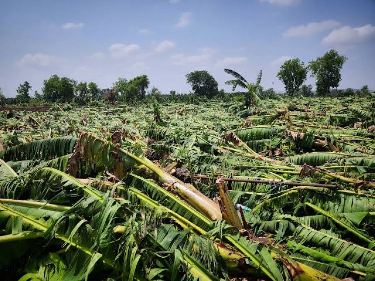 Maharashtra Farmers Upset Over Delay in Survey of Banana Crop Damage; Say Fields Cannot Be Left Vacant