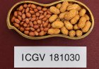 New High-Oleic Groundnut Varieties Identified to Improve Farmer Returns and Support India's Edible Oil Goals