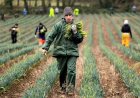 UK Farming Roadmap 2050 Promises Investment and Innovation, but Asks Farmers to Rely Less on Subsidies