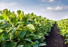 Soybean Sowing Surpasses Official Estimates as Monsoon Gains Momentum: SOPA