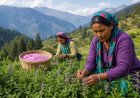 Uttarakhand ‘Mahak Kranti Niti’ to Boost Aromatic Farming, Target 22,750 Hectares and 91,000 Farmers