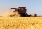 USDA Reports Record-Low US Wheat Acreage, Sparks Rally in Wheat Futures