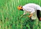 Himachal Pradesh Urges Farmers to Insure Maize, Paddy Crops Before July 31 Under PMFBY