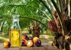 Sustainable Palm Oil Production Key to India's Long-Term Edible Oil Security