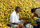 What is Andhra Pradesh’s Mango Crisis? Centre Approves Price Deficiency Payment for 2.16 Lakh Tonnes, Sets Up Expert Panel